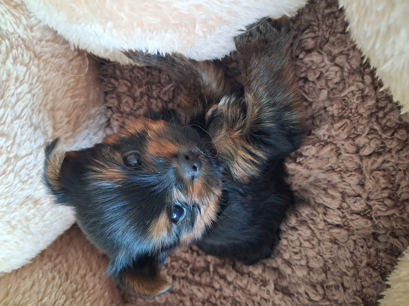 Yorkshire Terrier - Magnifique chiot Yorkshire