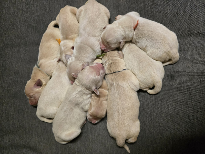 Golden Retriever - Chiot golden Lof - Elevage de la rivière aux pierres