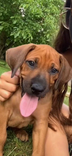 Rhodesian Ridgeback - Chiots Rhodesian Ridgeback LOF disponibles - Des terres d'Ilanga