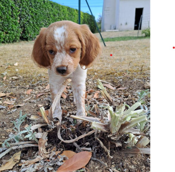 Epagneul Breton - Chiots épagneuls breton disponibles immédiatement