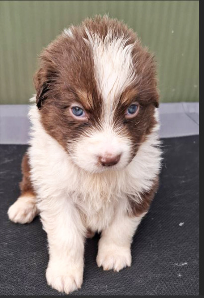 Berger Australien - De superbes chiots Bergers Australiens nés à la Wooferie – éleveur passionné dans le Morbihan - lelevagedepenkergoff