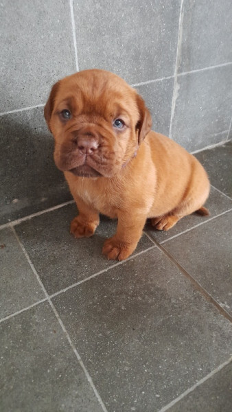 Chiot Dogue de Bordeaux