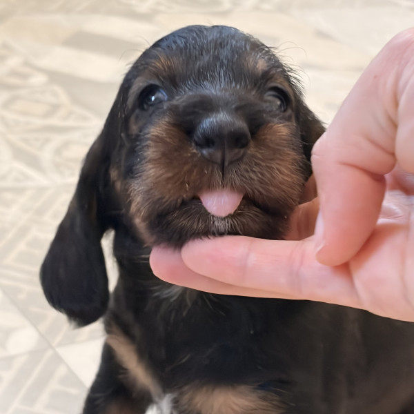 Teckel poil dur - Chiots teckel poils dur
