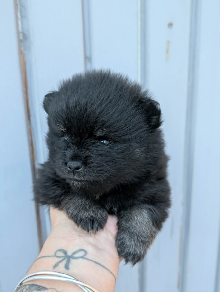 Spitz allemand - chiots spitz allemand - un ?illet en Provence