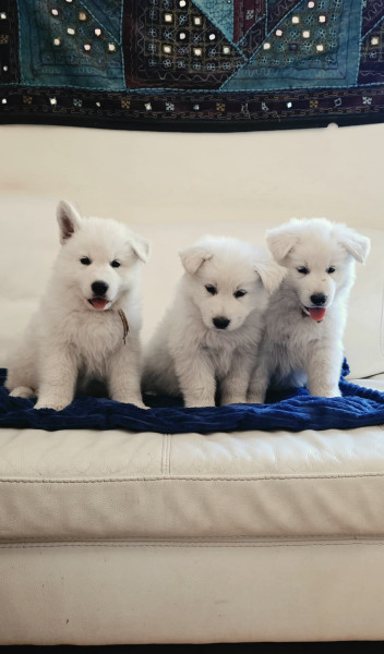 Berger Blanc Suisse - CHIOT berger blanc suisse LOF Poil Long