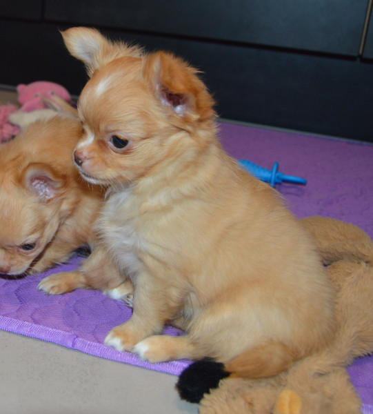 Chihuahua - Chiot chihuahua poils longs - Des minis minelie