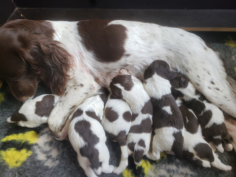 Chiot English Springer Spaniel