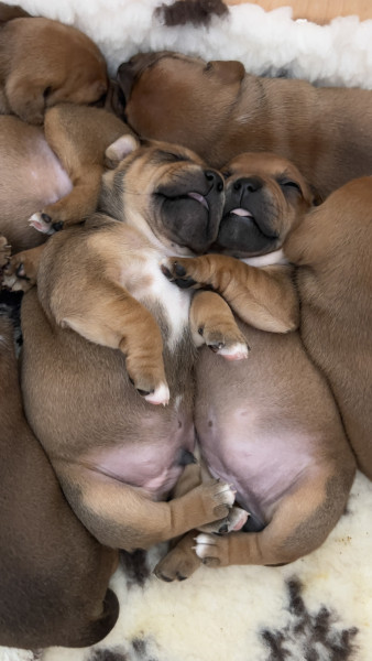 Staffordshire Bull Terrier - Staffie chiots