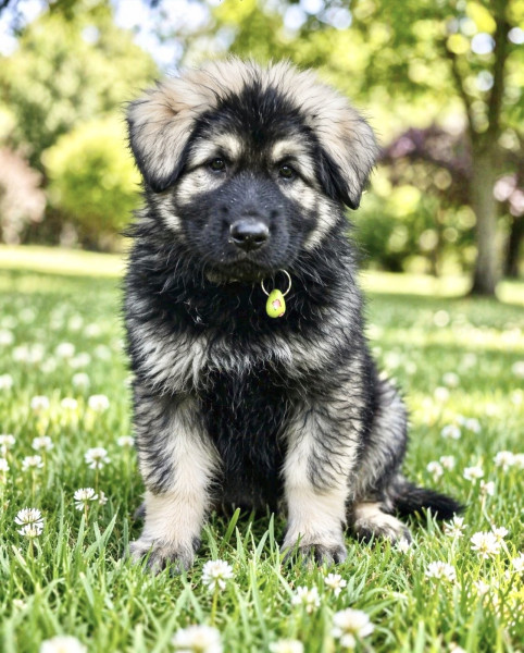Chiot Berger Allemand Poil Long