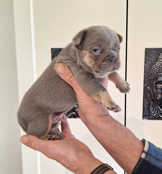 Bouledogue français - Bouledogue français