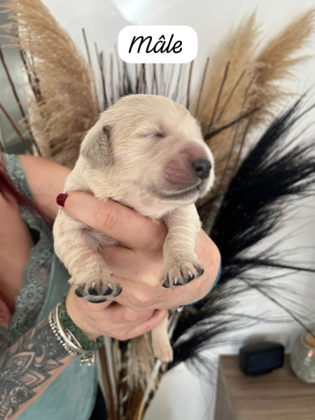 Golden Retriever - Golden Retriever LOF