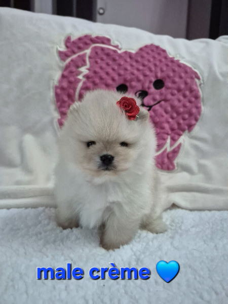 Spitz allemand - Véritables spitz nain pomeraniens ourson LOF à réserver