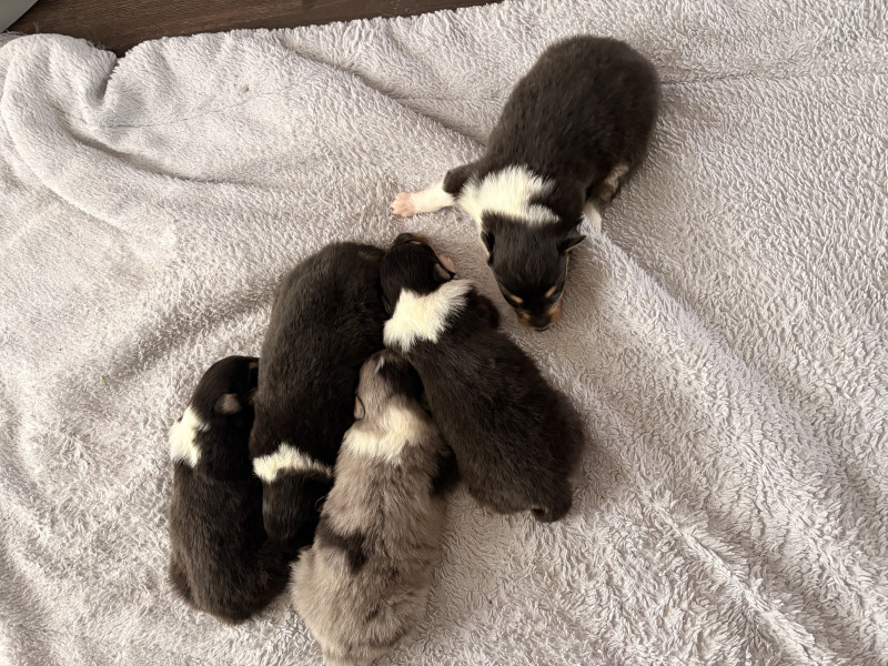 Colley à poil long - Chiots  colleys