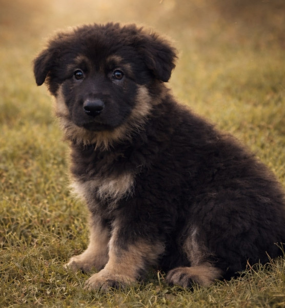 Berger Allemand Poil Long - BERGERS ALLEMANDS POIL LONG ANCIEN TYPE (altdeutsch schäferhund)