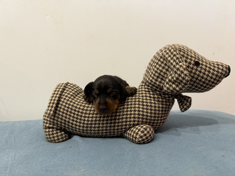 Teckel poil ras - Chiot teckel nain poil ras