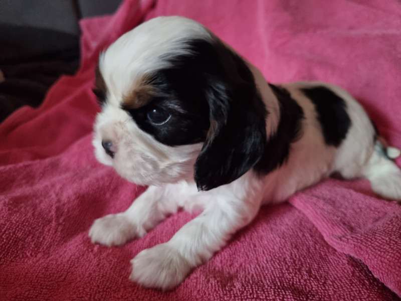 Cavalier King Charles Spaniel - Chiots Cavalier King Charles LOF