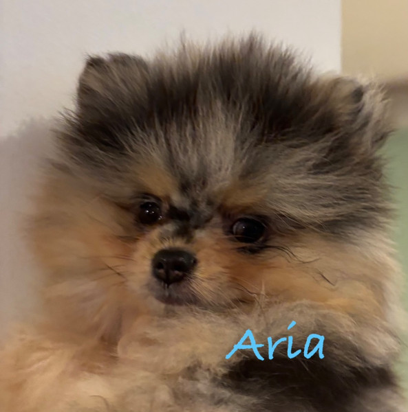 Spitz allemand - Spitz nain Pomeranian - Comtesse de Pemberley