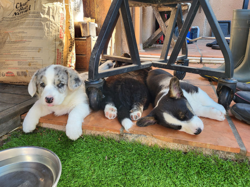 Welsh Corgi Cardigan - CHIOTS CORGI CARDIGAN LOF