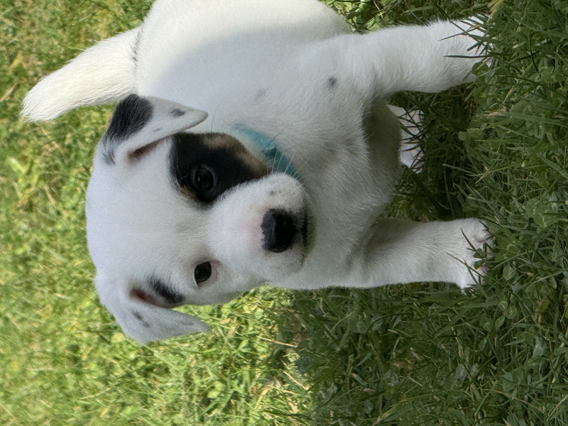 Jack Russell Terrier - Jack Russel Lof