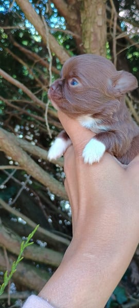 Chihuahua - Très beau chihuahua poils long yeux clairs - Du Rivage Des milles et une nuit