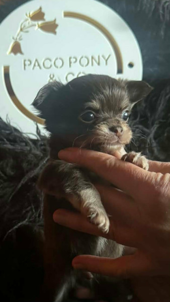 Chihuahua - Chiots chihuahua poils courts et poils longs