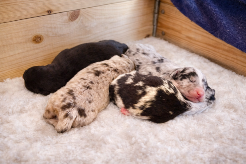 Berger Australien - Chiots bergers australiens - Sur les traces de Flambeau