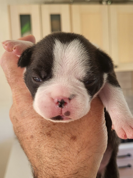 Boston Terrier - chiots BOSTON TERRIER LOF à réserver - prix de 1800 À 2000 ? - DE BOUSSAC LES DEUX EGLISES (demande en cours auprès de la SCC)