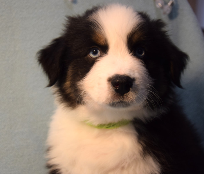 Berger Australien - Chiots Bergers Australiens