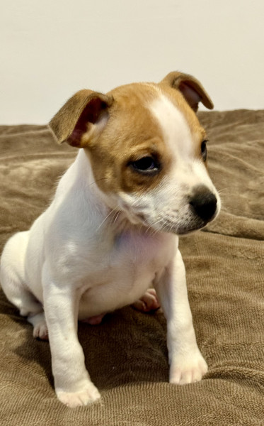 Staffordshire Bull Terrier - Staffie LOF - Of the stafford black panther