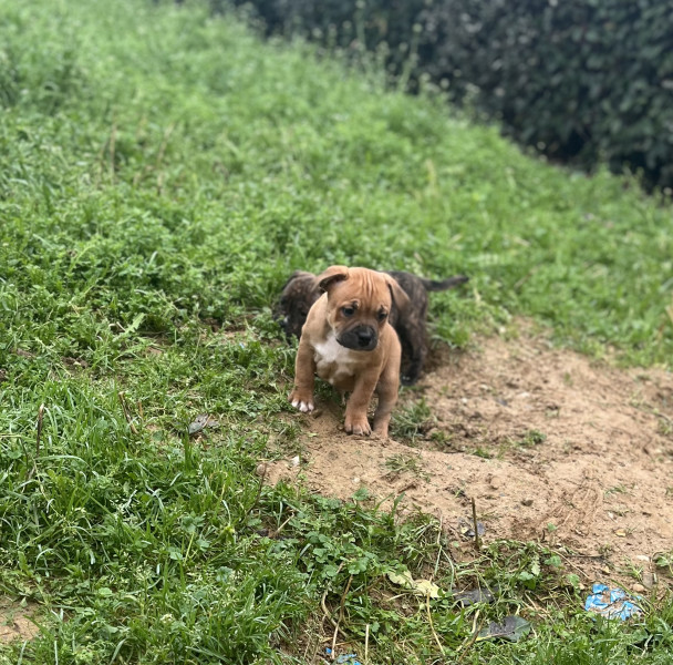 Staffordshire Bull Terrier - Chiots Staffordshire Bull Terrier