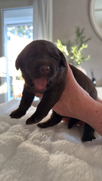 Labrador Retriever - chiots labrador chocolat - les délices de Praline