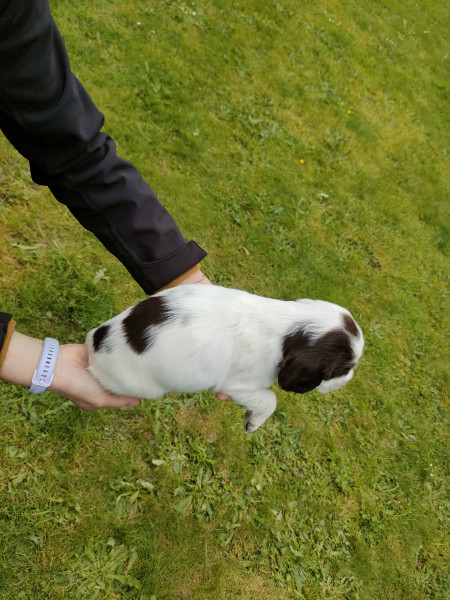 English Springer Spaniel - Chiots Springer