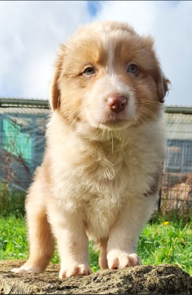 Berger Australien - Magnifique chiots berger australien - lelevagedepenkergoff