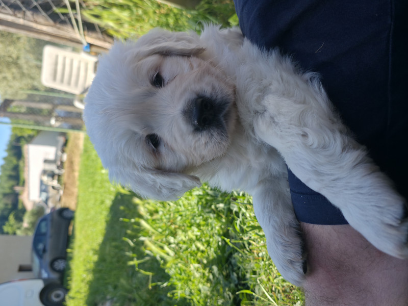 Golden Retriever - Chiots golden retriever LOF à reserver