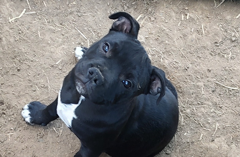 Staffordshire Bull Terrier - Chiots Staffordshire Bull Terrier LOF
