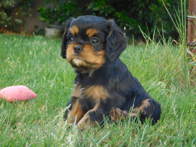 Cavalier King Charles Spaniel - vend cavalier king charles LOF