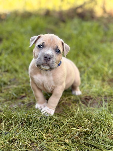 American Staffordshire Terrier - Magnifique chiots amstaff bleu tricolore/blue fawn