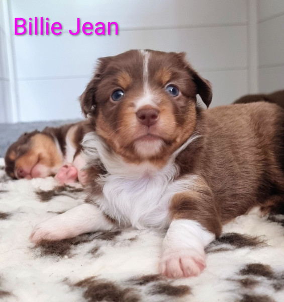 Berger Américain Miniature  - Chiots Bergers Américains Miniature LOF petit gabarit