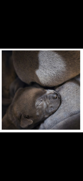 Staffordshire Bull Terrier - Staffordshire Bull Terrier Bleu LOF Staffie/Staffy