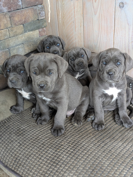 Cane Corso - Chiots Cané Corso LOF