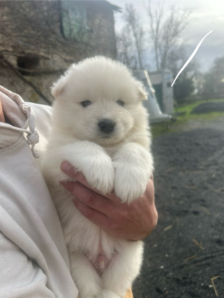 Samoyède - Chiots samoyède LOF