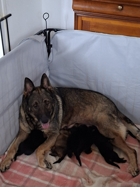 Berger Allemand - a reserver chiots berger Allemand