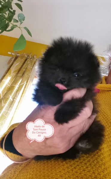 Spitz allemand - Adorables spitz nains de petit gabarit. - De Tom Pouce du Canigou