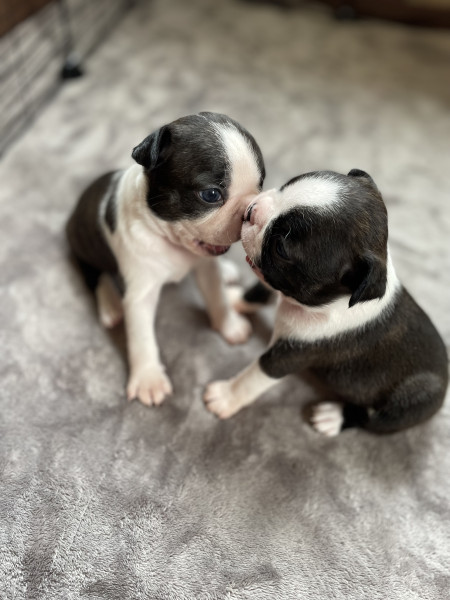 Boston Terrier - 🐶 Adorables chiots Boston Terrier à réserver 🐾