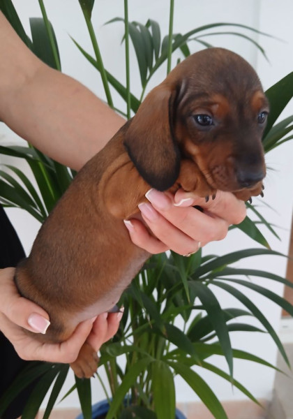 Chiot Teckel poil ras
