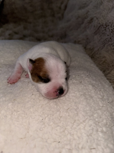 Staffordshire Bull Terrier - Staffie LOF - Of the stafford black panther