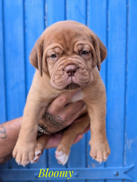 Chiot Dogue de Bordeaux