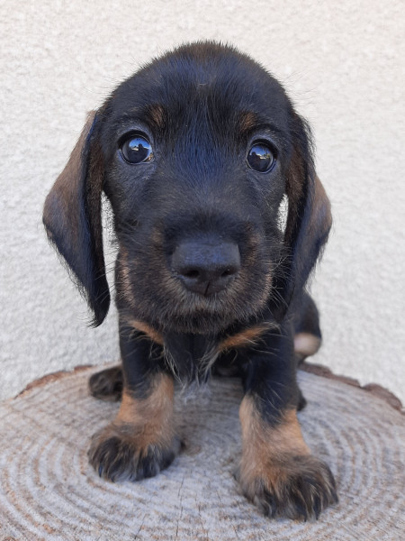 Teckel poil dur - Chiots teckels à poil dur nains/kaninchens