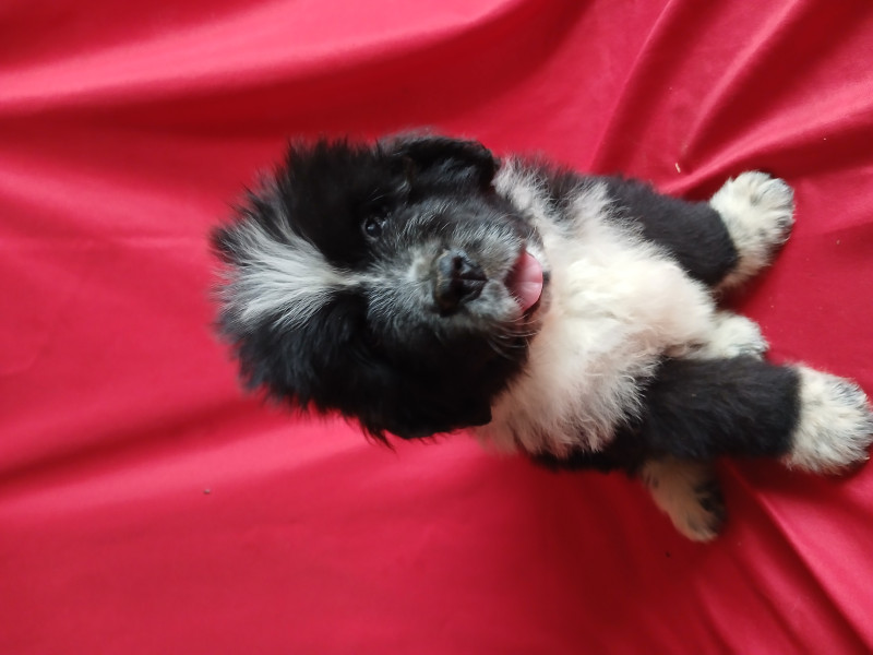 Terre-neuve - Vente des chiots terre neuve
