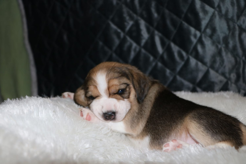 Beagle - chiot beagle - de la meute de Narnia